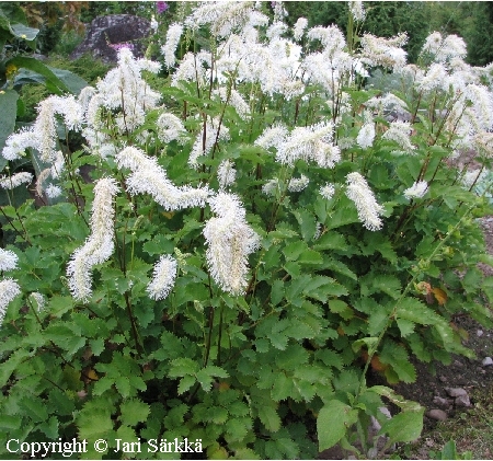 Sanguisorba obtusa 'Alba'